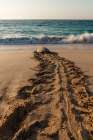 A green sea turtle-Chelonia mydas-returning to the sea after laying her eggs Ras Al Jinz-Oman Art Print